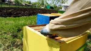 Пересадили пчелопакеты