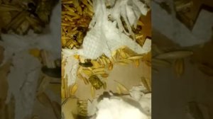 Даю хомякам салфетки