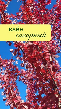 Клён сахарный
