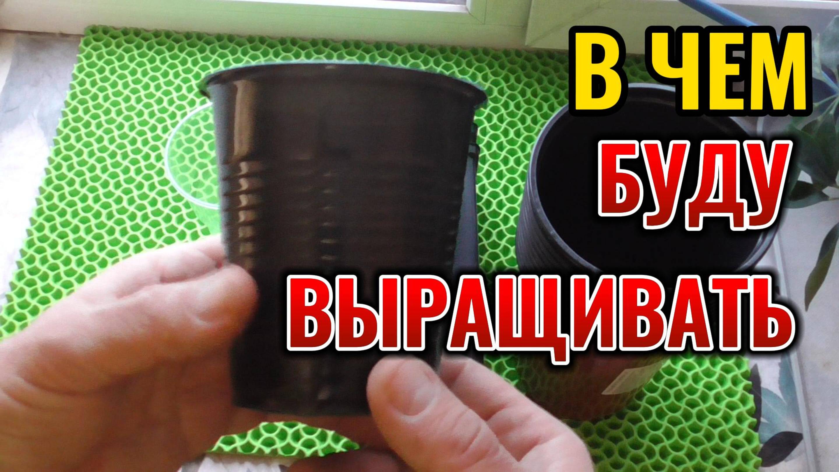 Вот во что я посажу рассаду 🌿 и саженцы винограда и 🌱 ежевики, емкости для выращивания 🌺 рассады