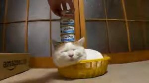 Кот-шоу: Кот которому всеравно)