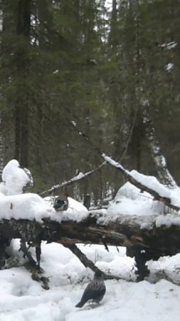 Я заснял это на фотоловушку #2 #shorts #short