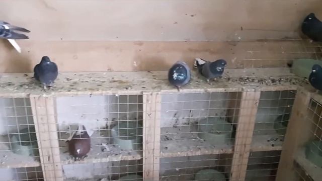 НИКОЛАЕВСКИЕ ГОЛУБИ. Обо  всем новом.
