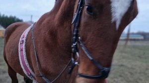 Работа с жеребцом. vlog на конюшне. Equestrian Aesthetics (конная эстетика), обучение лошади. Реся