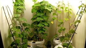 огурцы гидропоника