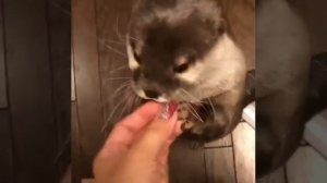 Кричащий. Хорёк