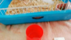 У хомяка гноится глаз. Лечение. The hamster has an eye how to heal