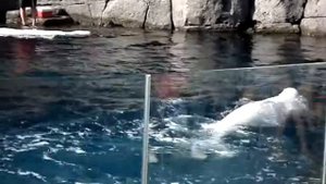 Beluga whale spinning Vancouver Aquarium