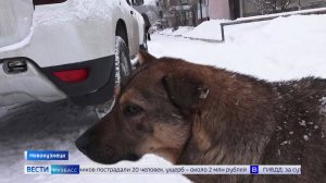 Подъезд одной из многоэтажек в Новокузнецке стал домом для стаи бродячих собак