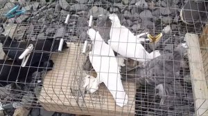 Номинация на самого дорогого голубя на ярмарке . Ярмарка голубей Ростов на Дону. Птичий рынок.