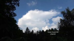 Robert sells pigs and chickens. Robert | Green forest life