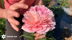 Rose heart peony. Роуз харт пион. Продолжение цветения. Пулков сад