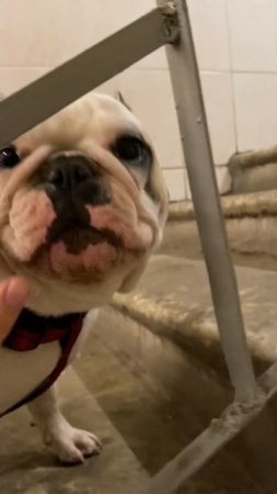 Французский бульдог идёт домой #shorts | French bulldog going home