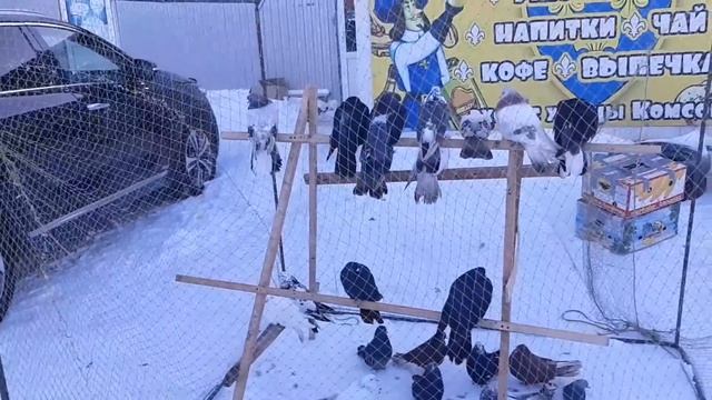 Впервые на ярмарке голубей в Новошахтинске! Николаевские жёлтые чешуйчатые голуби Юрия.