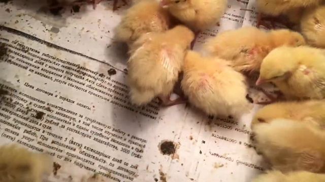 Купил перепелов! смотреть онлайн