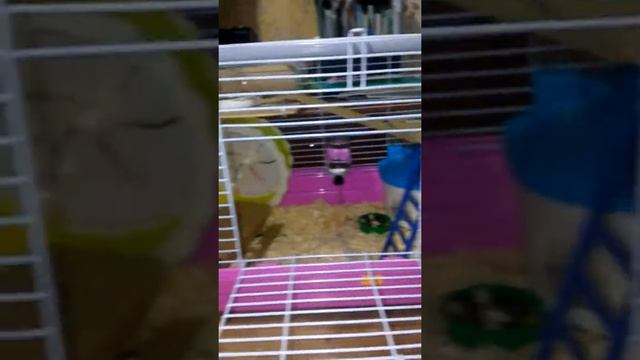 Что должно быть в клетке хомячка