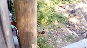 электрический умывальник.