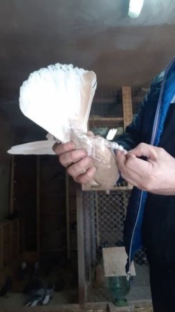 Желтые. Племенные пары 2022. Breeding pigeons. Николаевские голуби.