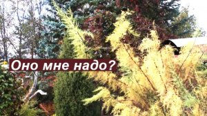 Растения,  к которым у меня претензии (1)