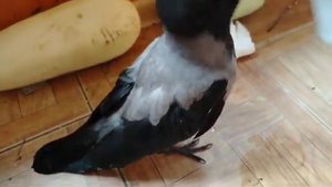 Учим ворону кушать самостоятельно