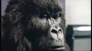Phil Collins - Cadbury Gorilla advert