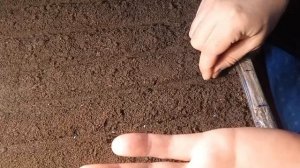 Посев семян помидор Пинк Парадайз 2025