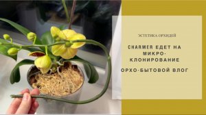 Цветы, дети, снег, быт-все смешалось в доме орхоЛеди🫣