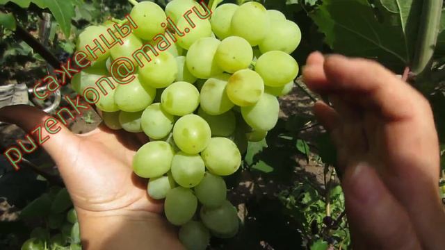 Виноград Продюссер и АТ 6-3 ск (участок Пузенко Натальи Лариасовны)