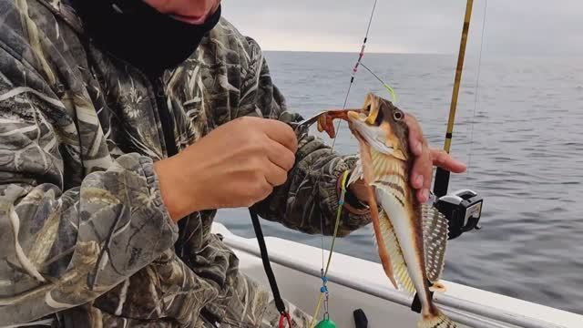 Ещё одна камбала или только бык. Рыбалка в  Приморском крае 15 октября 2022 г.