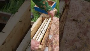 Высадка пчелопакета со среднерусскими пчёлами. 3 дня в дороге. 1300 км от Перми.