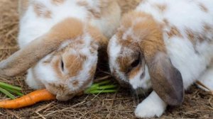 Можно ли давать кроликам морковную ботву