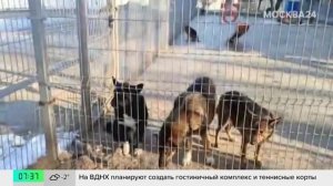 Москвич приручил 17 бездомных собак и разместил их на площадке для выгула животных
