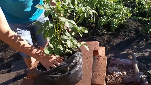 Может ли вырасти ведро картошки в пакете? Часть 3, окучивание.
