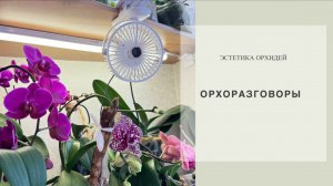 Наблюдаю за заболевшими. Покупки. Гадание на бутонах