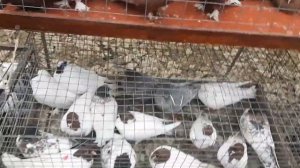 Птичий рынок Аксай. Ярмарка голубей. Бухарские, георгиевские, венгерские великаны и другие породы.