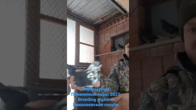 Черномурые. Племенные пары 2022. Breeding pigeons. Николаевские голуби.