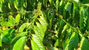 Coffee Farming in Uganda