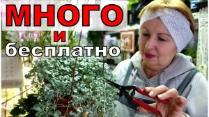 Много и беплатно. Какие растения можно и нужно черенковать в январе_