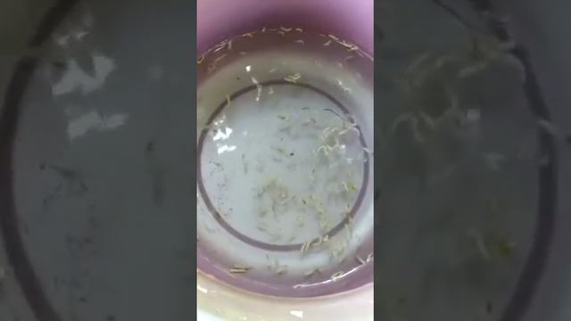 Нворк компаниясынын черный тмин капсуласын баарыныздарга сунуштайм! Балдарыбыз биздин келечегибиз!