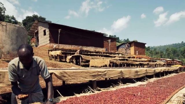 Bean to cup смотреть онлайн