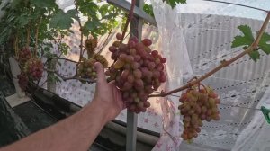 Работы на винограднике в период размягчения и окрашивания ягод