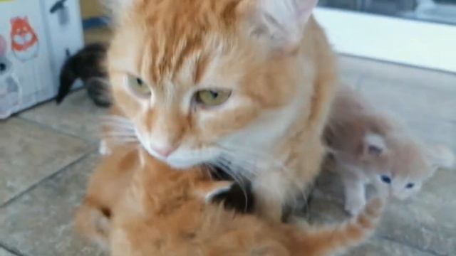 4 сыночка и лапочка-дочка смотреть онлайн