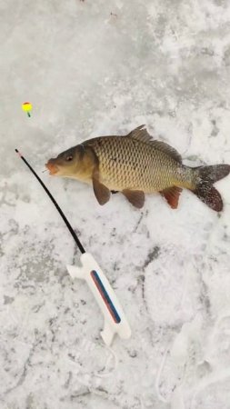 Зимой на мотыля клюёт карп