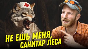 Мифы о волках: санитары леса и закон стаи | Алексей Верещагин | Ученые против мифов 23-5