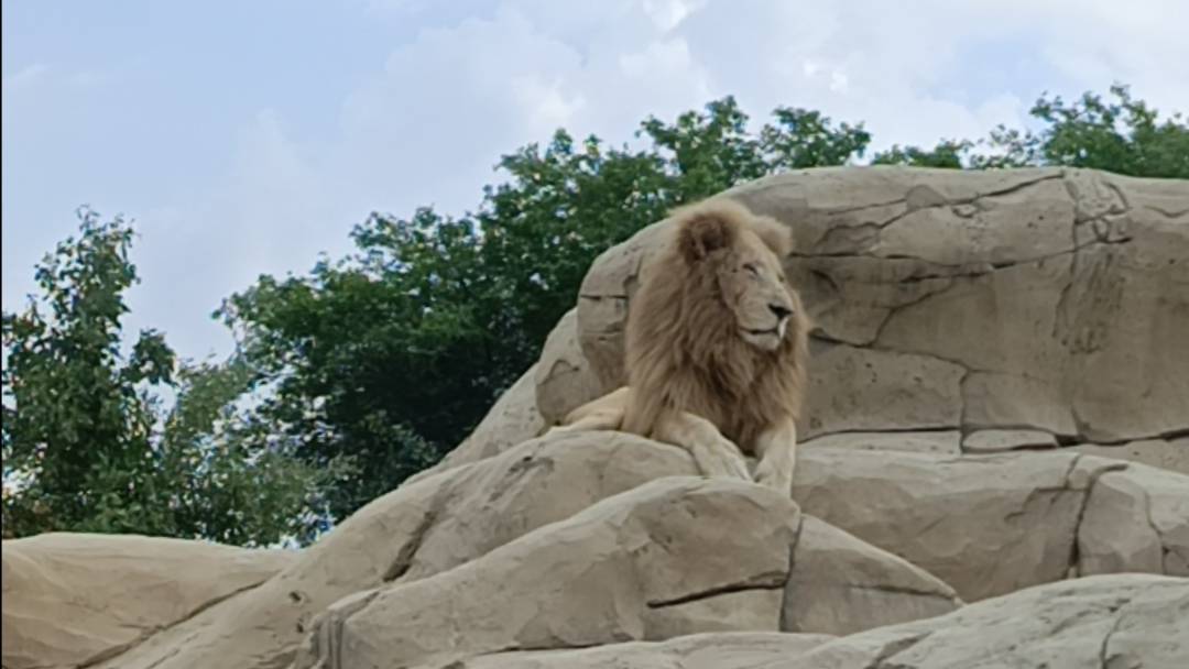 Дубай. День 4. Сафари-парк. смотреть онлайн