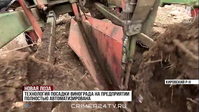 Молодая лоза: аграрии Кировского района приступили к закладке новых сортов винограда