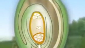 Процесс опыления цветковых растений