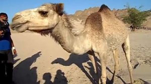 Верблюд пьет