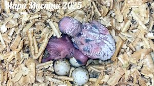 Второй птенец, вылуп 20.01.25 #ввп_чехи_попугаи Татоша обижает Алису #волнистыйпопугайчик #гнездо