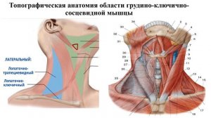 Топографическая анатомия грудиноключичнососцевидной области